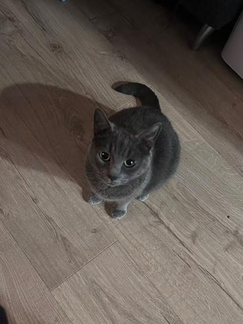 5 yr old female grey