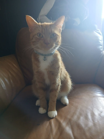 Female ginger cat 1 year old