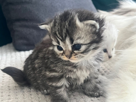 Beautiful Purebred Persian Kittens for Sale