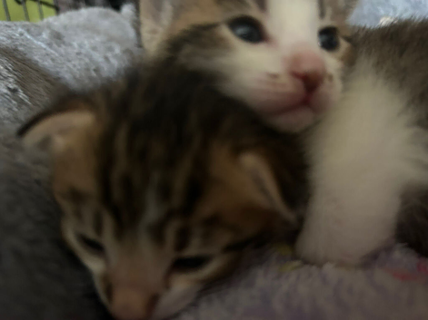 Tabby kittens