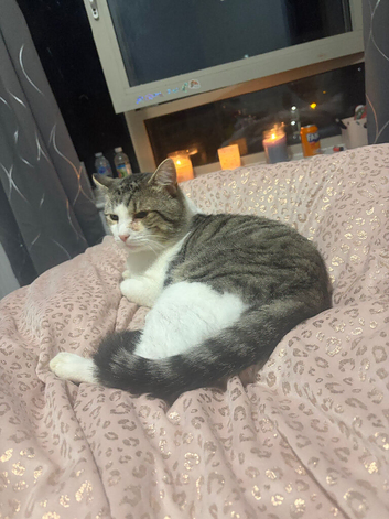 Male cat