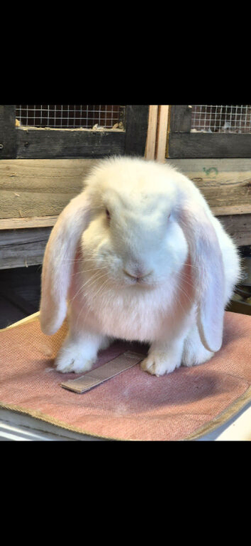French lops available various ages.