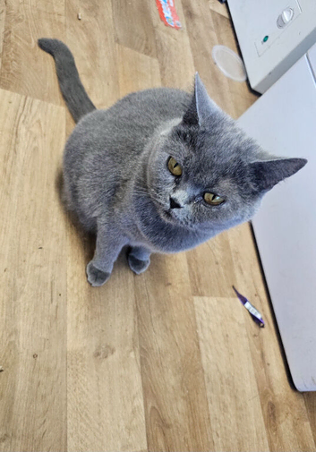 Blue girl