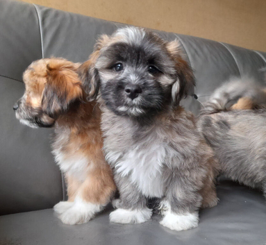 Lhasa-chon puppies for sale