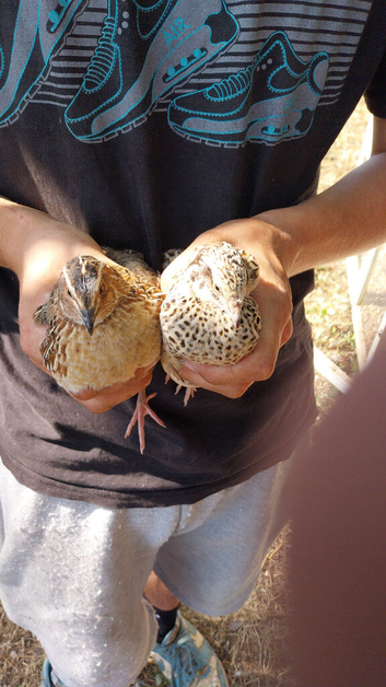 5 pairs of pol quail 1 m 1 f pairs