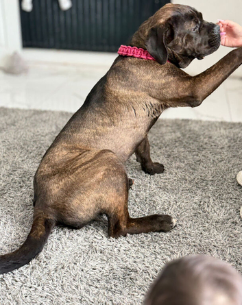 Beautiful 8 month old female