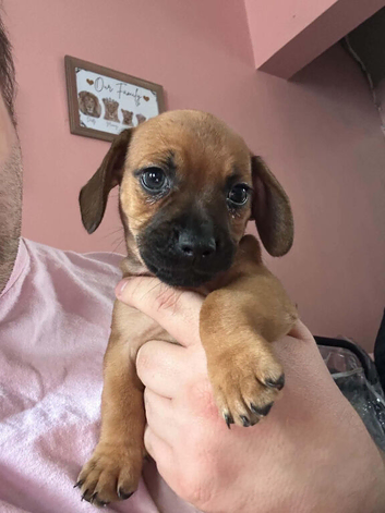 Dachshund puppy boy for sale 9weeks