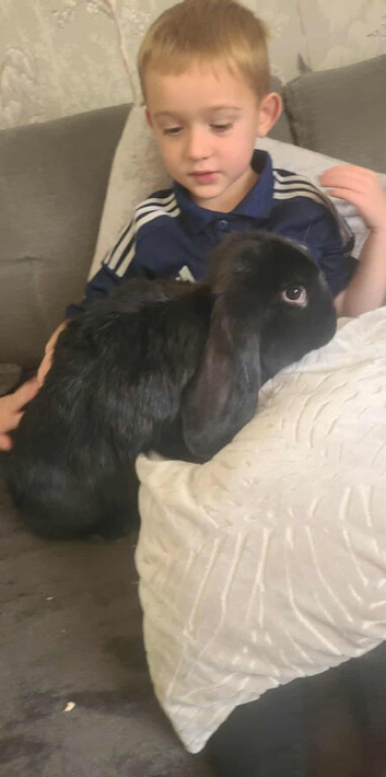 Giant french lops