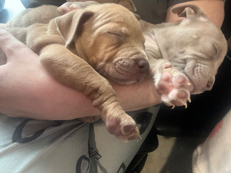 Pocket bully