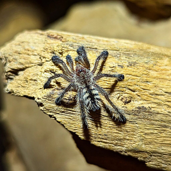 Tarantulas spiderlings Praying mantis