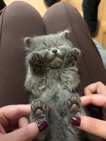 British blue short haired kittens ready 4/10/26