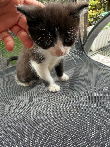 Adorable 8-Week-Old Kittens