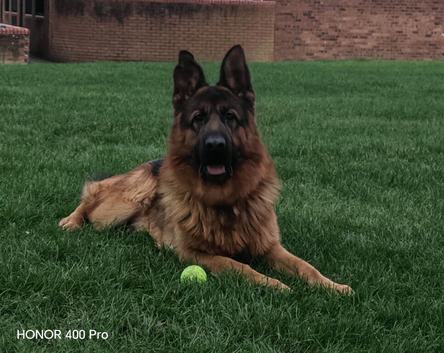 2 year old KC German shepherd dog