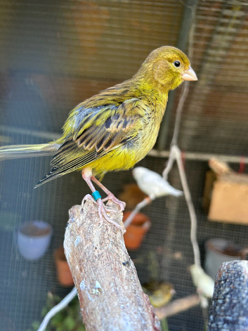4 fifa canaries