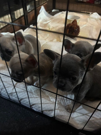 Four beautiful pups