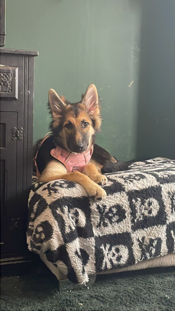 German Shepherd cross Malamute