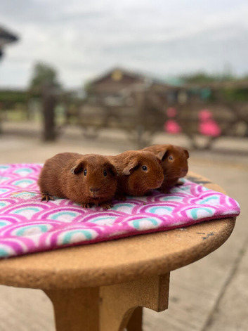 Three lovely baby boys looking for new homes