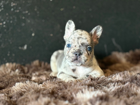 French bulldog puppies available