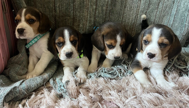 Full show type beagles