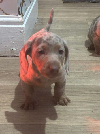 Beautifull mini dachshund