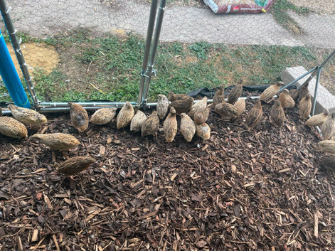 Common quail