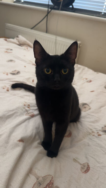 Male cat