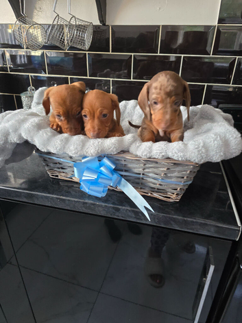 Dachshund