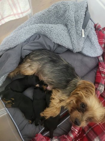Full breed Yorkshire terrier puppys