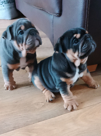 KC registered bulldogs