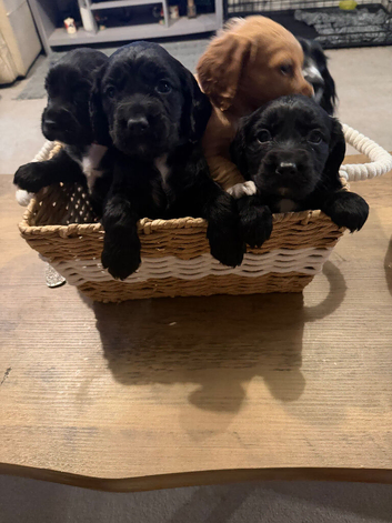 Working cocker spaniel puppies 3 girls 1 boy