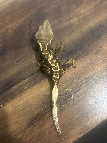 3 female crested geckos