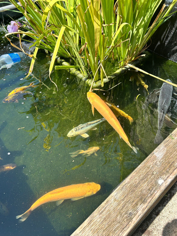 Pond fish for sale