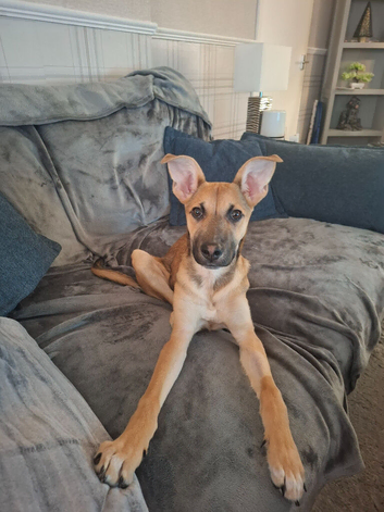 German Shepherd X Malinois