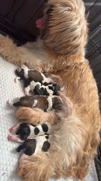Stunning Shih Tzu puppies