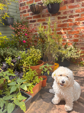 Gorgeous Maltipoo Stud -Benji