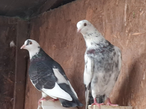 Pigeons, mixed 9 need new aviary