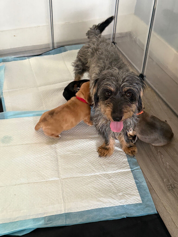 5 gorgeous doxipoo&rsquo;s