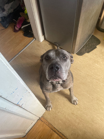Zeus male cane corso