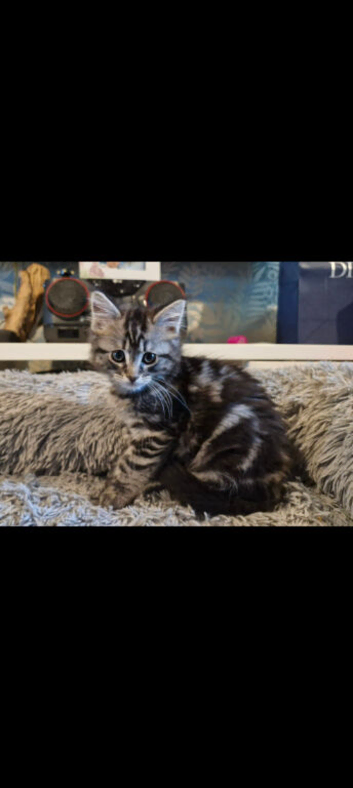 Lovely adorable male kittens x2 for sale