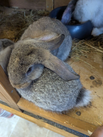 Large french lop