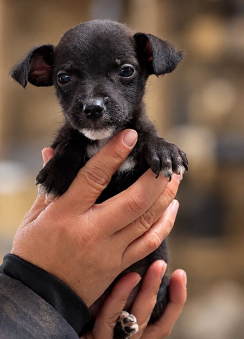 Patterdale boy and girl 8 weeks old