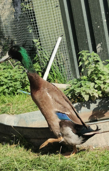 Indian Runner Duck drakes