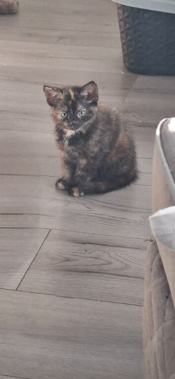 Kittens for sale