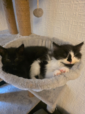 2 girls looking for forever home