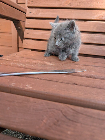 Kittens