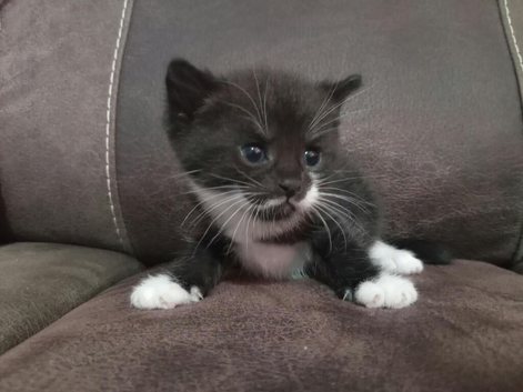 2 beautiful kittens for sale 1 male 1 female