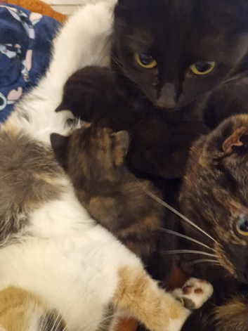 5 beautiful babies ready now