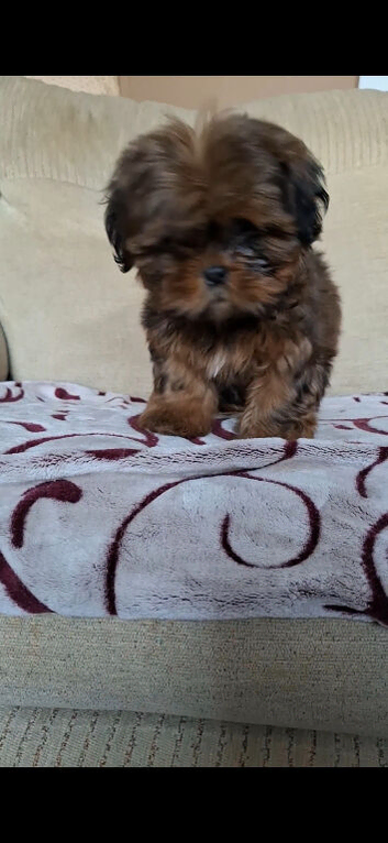 Shih-tzu female