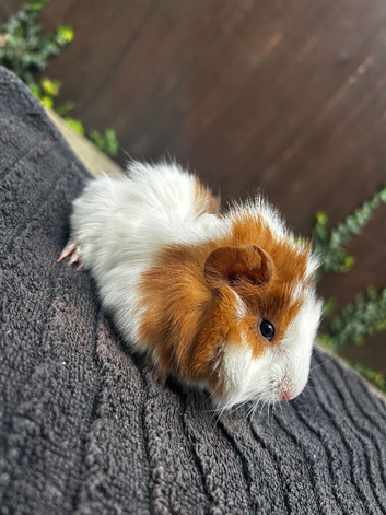 Baby guinea pig