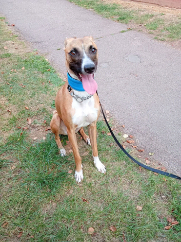 Whippet cross collie
